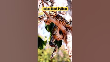 Beautiful Giant Rock Python!#shorts #shortsvideo #shortsfeed #python #wildlife #nature