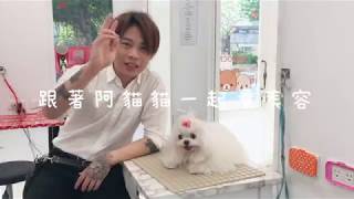 夢想寵物美容 56 跟著阿貓貓一起看美容 手剪瑪爾濟斯其實不會太困難