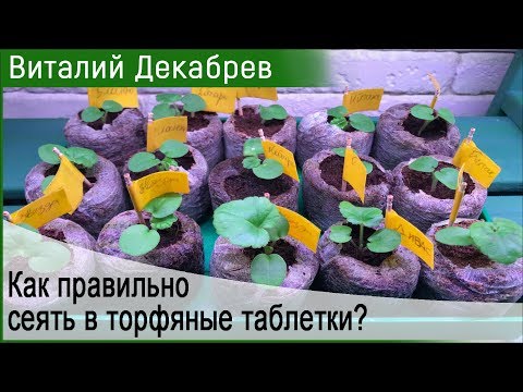 КАК ПРАВИЛЬНО СЕЯТЬ В ТОРФЯНЫЕ ТАБЛЕТКИ?