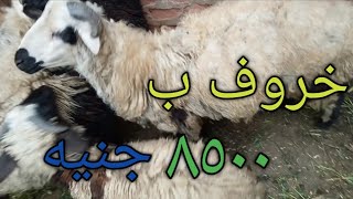 اسعار الخرفان في سوق اسيوط/ خروف ب ٨٥٠٠ جنيه