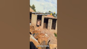 Donate for food 🍽️, links in bio 🙏Every penny counts! 💛 #helpstraydogs #donate #animalwelfare