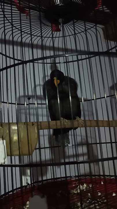 POKSAY Rambo gacor tengah malam.