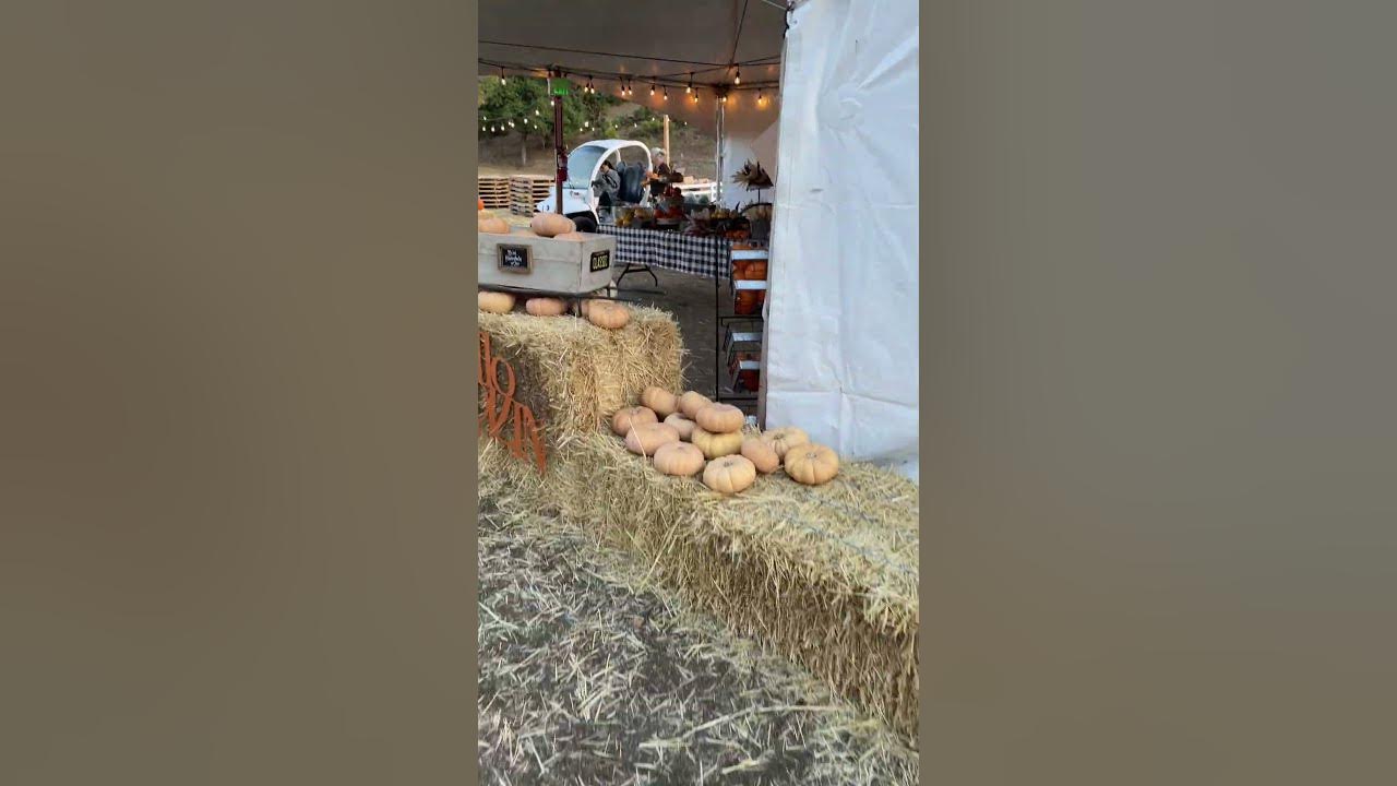 ️Classic Pumpkin Patch Rowell Ranch Park ️ Castro Valley VIBE Events YouTube