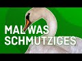 Mal was Dreckiges: Schwan im Schlamm - Tiernotruf #351
