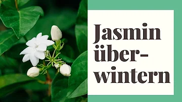 Wie viel Kälte verträgt Jasmin?