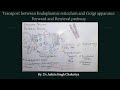 Transport between Endoplasmic Reticulum and Golgi apparatus: Forward and Retrieval Pathways