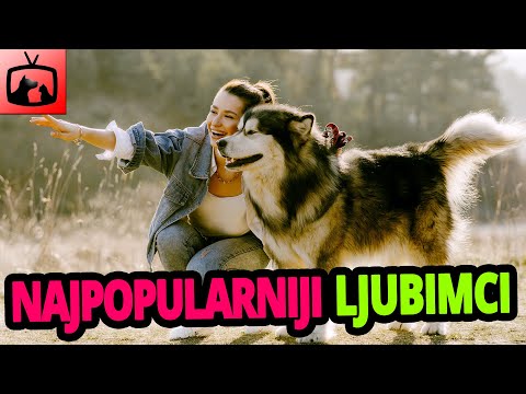 Video: Koji su najpopularniji kućni ljubimci u Rusiji