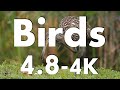 Birds-4 (4.5K)