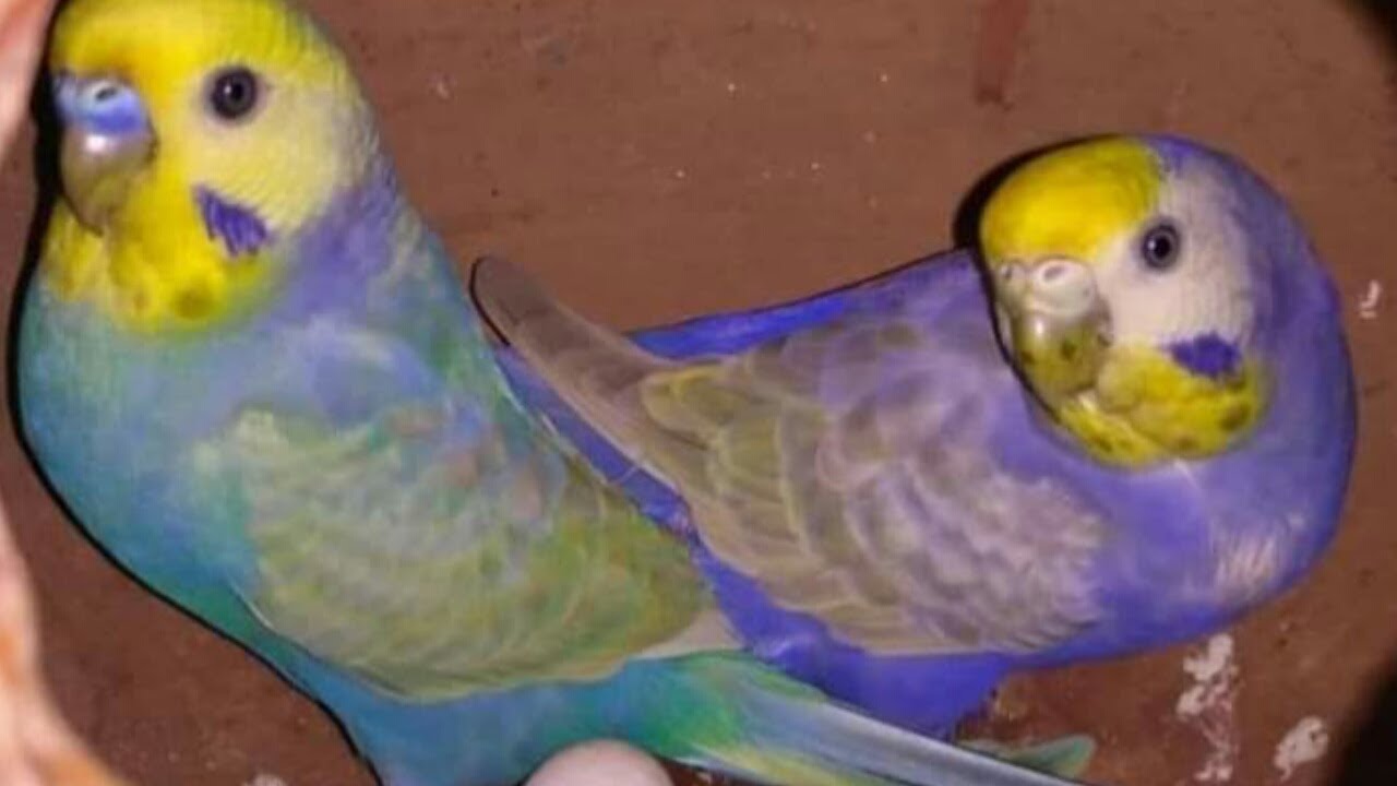 الفرق بين البلو سكاى فيلوت والكبولت فيلوت