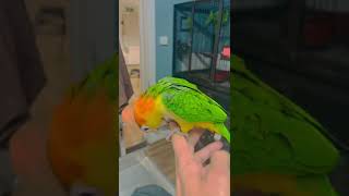 Birds4homes Parrot