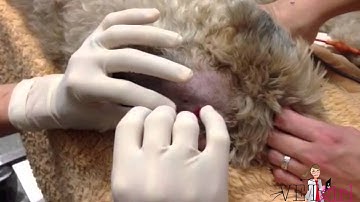 How to perform a cerebral spinal fluid (CSF) tap in a dog | VETgirl Veterinary CE Videos