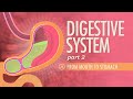 Digestive System, Part 2: Crash Course A&P #34