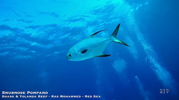 Snubnose Pompano