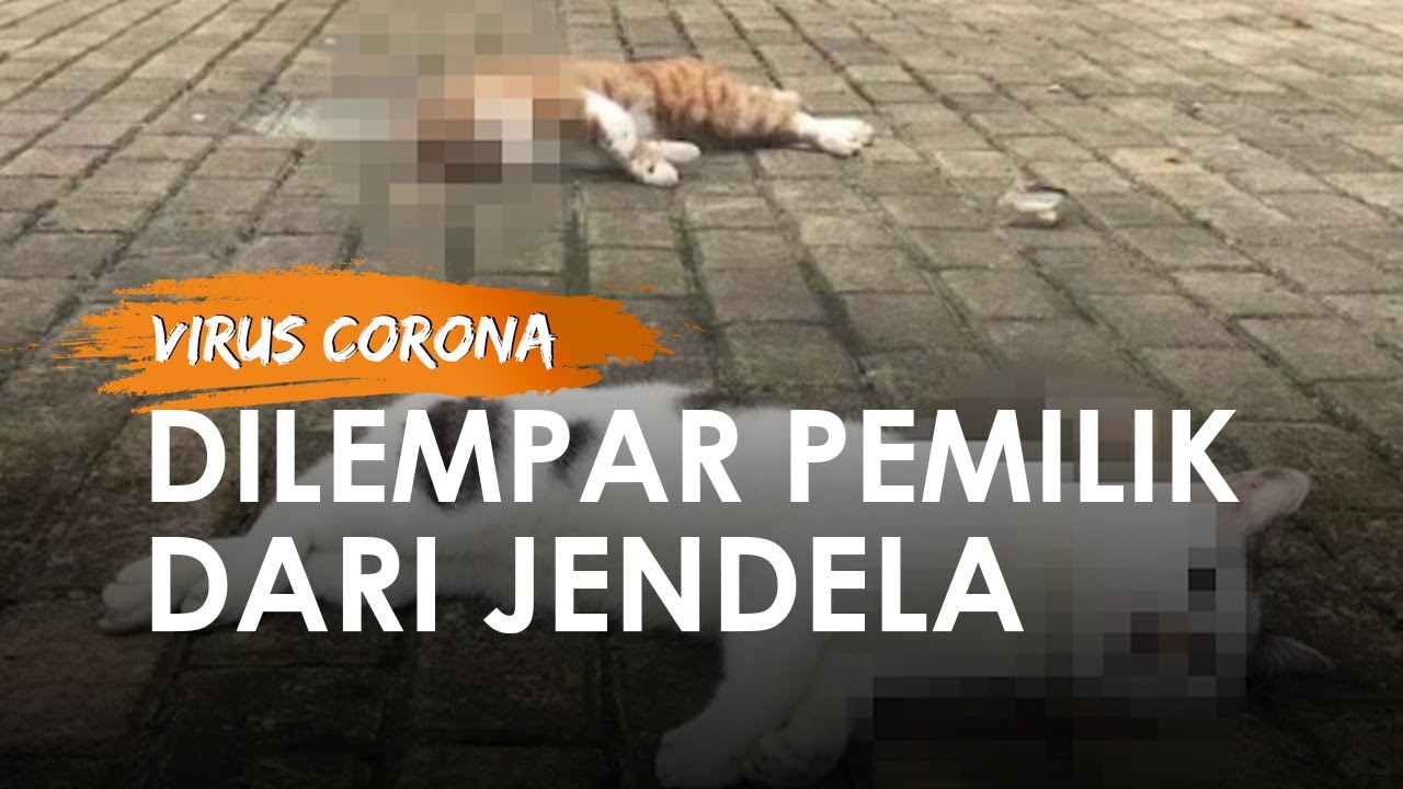 Takut Tertular Virus Corona Kucing Dan Anjing Di China Dilempar