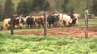 WORKING RANK RODEO BULLS WITH BORDER COLLIES