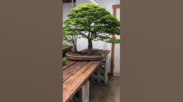 trident maple inspirational bonsai art.🤩♥️ #gardening #organic #bonsai #bonsailovers #garden #shorts