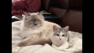 Kitten teasing her older brother by Cute Cat Corner 3,326 views 1 year ago 42 seconds
