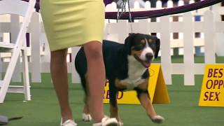 Entlebucher Mountain Dogs | Breed Judging 2020