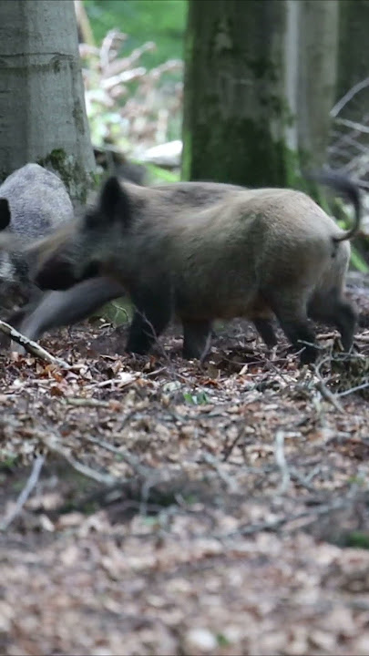 Efek suara babi hutan menakuti babi hutan lainnya | Veluwe | 2023 | #shorts