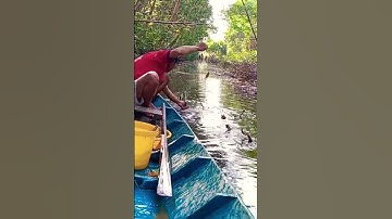 vô rừng giăng lưới cá sặc và cái kết #shorts #sanbat