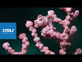 D2U club - Дайвінг клуб - Підводний макро всесвіт - Морський коник пігмей - Pigmy Seahorse