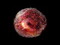 Eosinophils and Basophils Overview