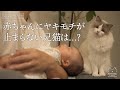 赤ちゃんにパパを取られてヤキモチが止まらない猫｜ラグドール猫 #103