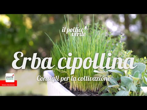 Video: L'erba cipollina fa bene?