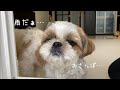 【シーズー】雨天中止🐾ショックすぎた愛犬の様子はこちらですww【犬Vlog】