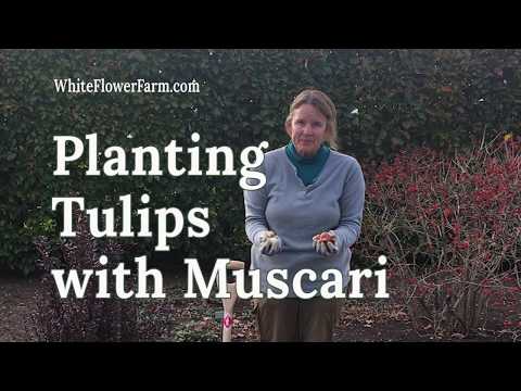 Video: Kulazimisha Maua Ya Balbu: Tulips, Hyacinths