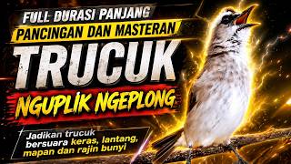 Trucukan gacor nguplik ngriwik, pancingan trucuk bahan terapi ampuh atasi macet & susah bunyi