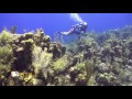 Roatan Diving - West End Wall