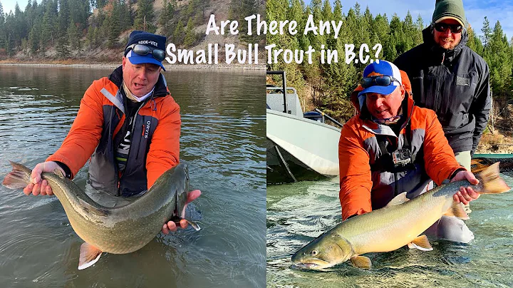 Monster B.C. Bull Trout | Phil Rowley Fly Fishing