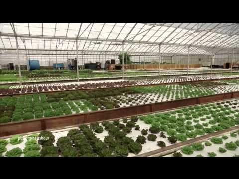Aquaponic farming saves water, but can it feed the country? - YouTube