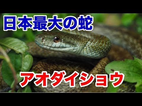 日本最大のヘビ アオダイショウ を探せ 虎之介の生き物動画 5 爬虫類 昆虫 生き物 観察 最強 かわいい ドキュメンタリー Snake Youtube