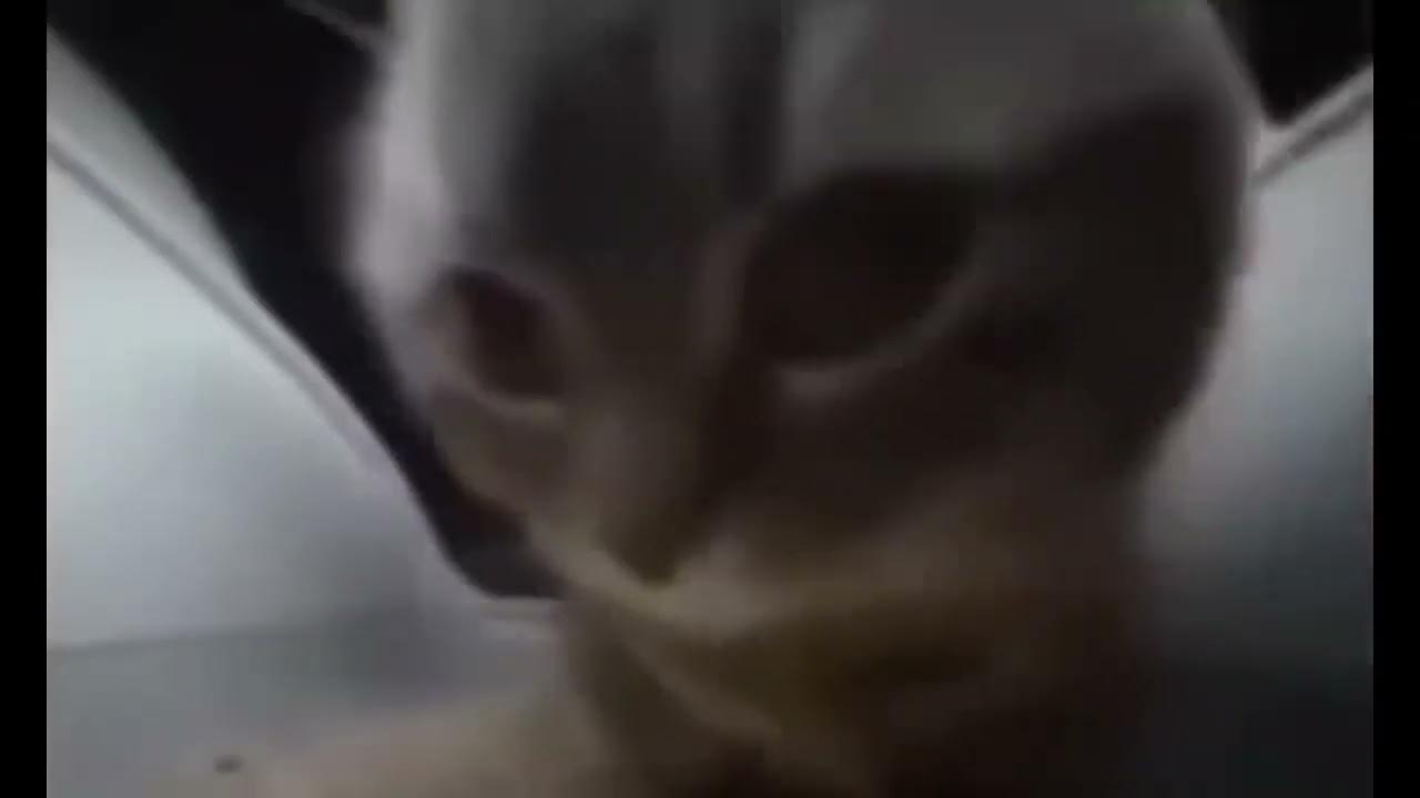 Ужин из кокосов. Чипичипи. Чипичипи. Чипичипи. Чипичипи.