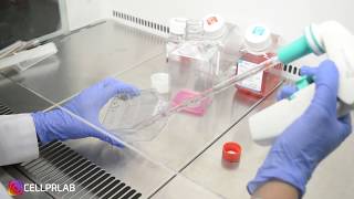 Hücre Pasajlama Cell Passaging