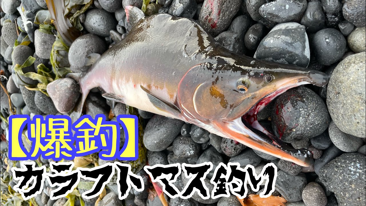 爆釣】カラフトマス釣り - YouTube