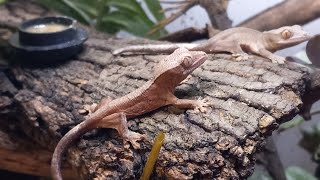 baby crested geckos 2024 hatchling