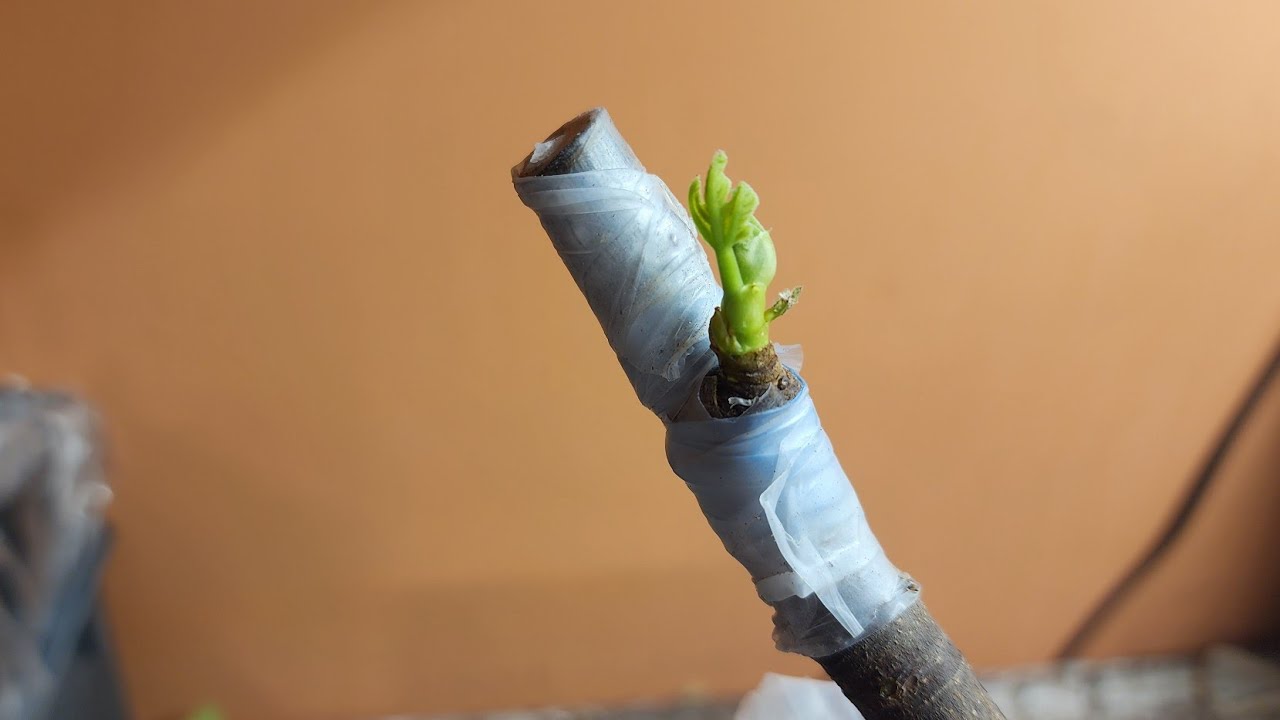 Учебное пособие по прививке инжира почкой (T-почка + модифицированная T-почка)