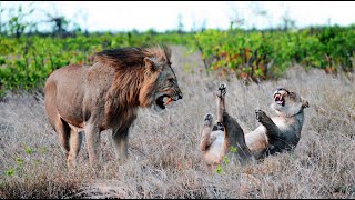 Kruger Park, Season 16 (English), &quot;Mating Lions 3&quot;, documentary about 4 stories of mating lions.