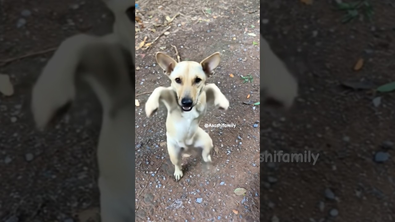 หมาเต้น #หมาเต้น #หมา #หมาน่ารัก #สุนัข #dog #dogdance #funny #shorts #viralvideo