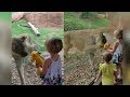 Lion Can't Stop Playing with Little Girl's Simba Stuffed Animal at Zoo
