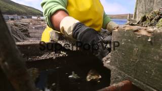 Close Up, a worker is emptying crates of oysters onto a c...