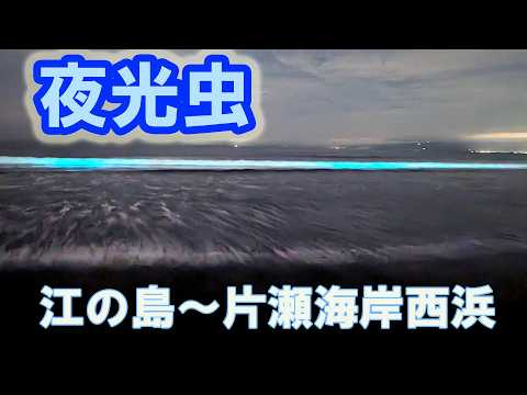2026 Enoshima Noctiluca scintillans - YouTube