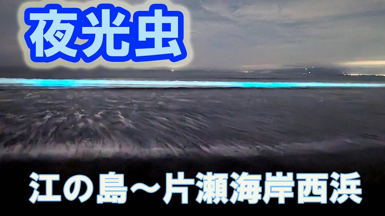 2026 Enoshima Noctiluca scintillans - YouTube
