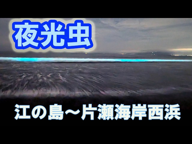 2026 Enoshima Noctiluca scintillans - YouTube