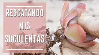 Rescatando Suculentas Naturalmente / No Químicos