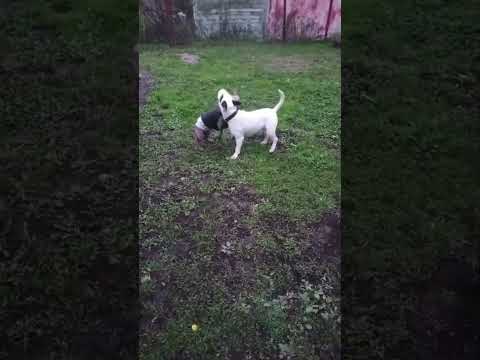 Ксоло Сенди и Бультерьер. #собаки #сенди #ксоло #бультерьер #видео #шортс
