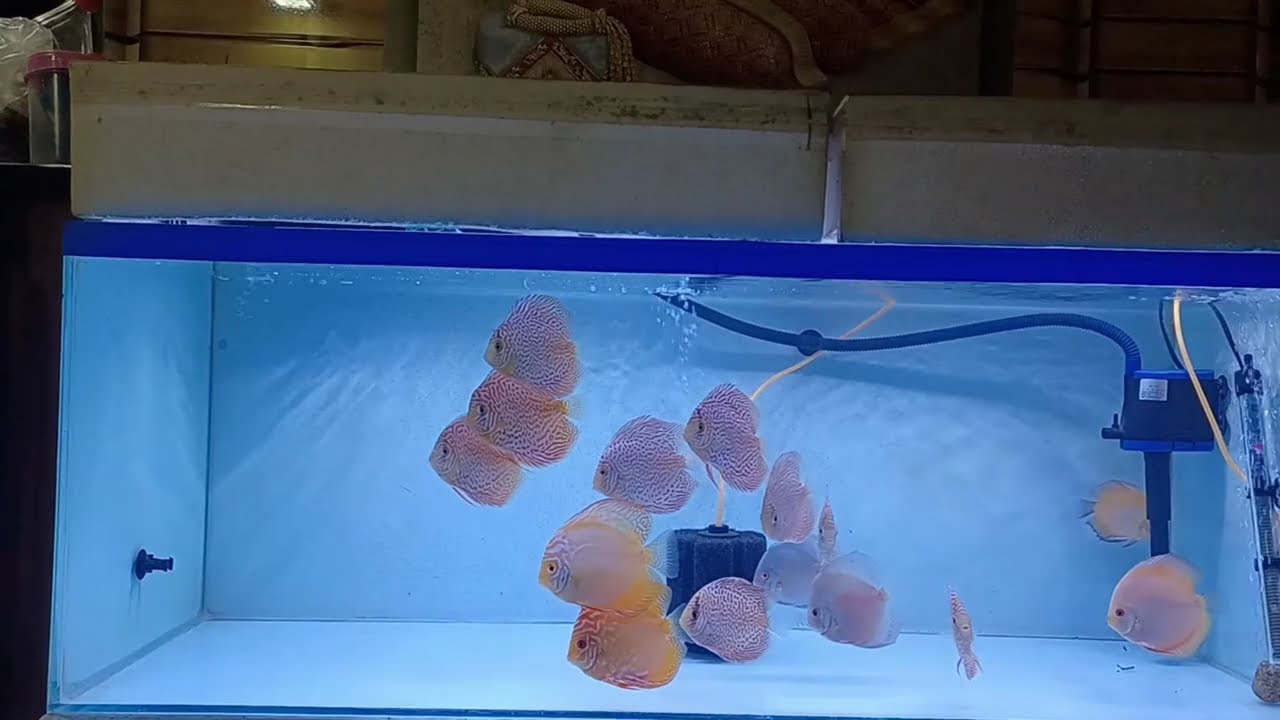 Discus fish aquarium setup.❤️😍🔥